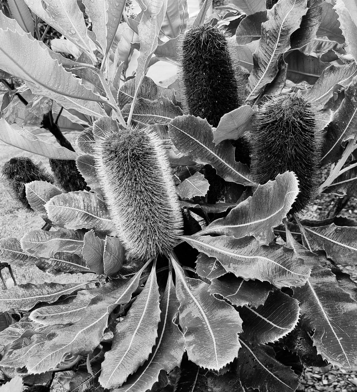 Native Flora