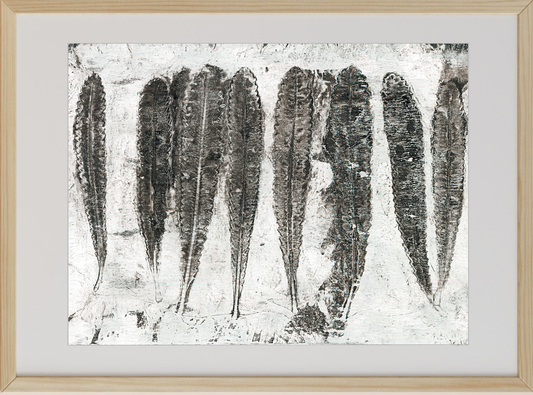 Framed black and white monoprints using Banksia leaves and other native Australian flora respectfully gathered from the land after fire
