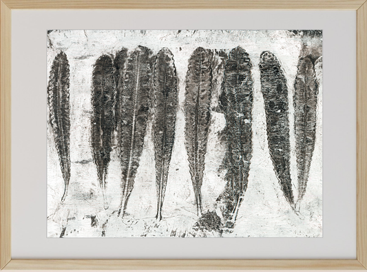 Framed black and white monoprints using Banksia leaves and other native Australian flora respectfully gathered from the land after fire.